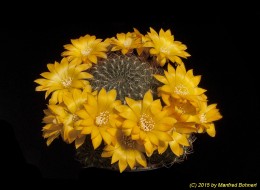 Sulcorebutia arenacea v. kamiensis HS189 2232